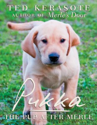 Pukka : the pup after merle 