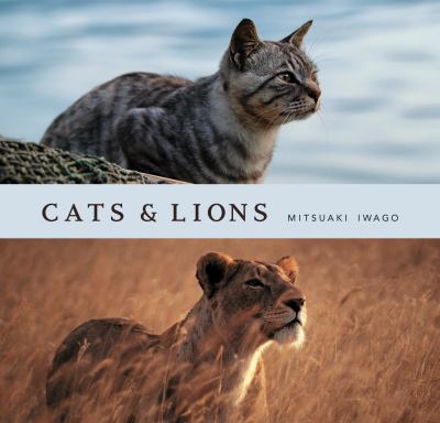 Cats & lions 