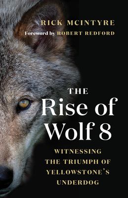 The rise of wolf 8 Witnessing the triumph of yellowstone's underdog.