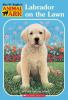 Go to record Labrador on the lawn