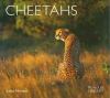 Go to record Cheetahs