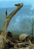 Go to record Requiem : by the photographers who died in Vietnam and Ind...