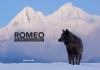 Go to record Romeo : the story of an Alaskan wolf