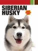 Go to record Siberian husky