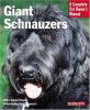 Go to record Giant schnauzers : everything about purchase, care, nutrit...