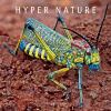 Go to record Hyper nature
