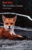 Go to record Red fox : the catlike canine