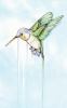 Go to record Hummingbird