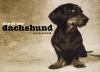 Go to record Day of the Dachshund