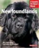 Go to record Newfoundlands : everything about purchase, care, nutrition...