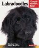 Go to record Labradoodles : everything about purchase, care, nutrition,...